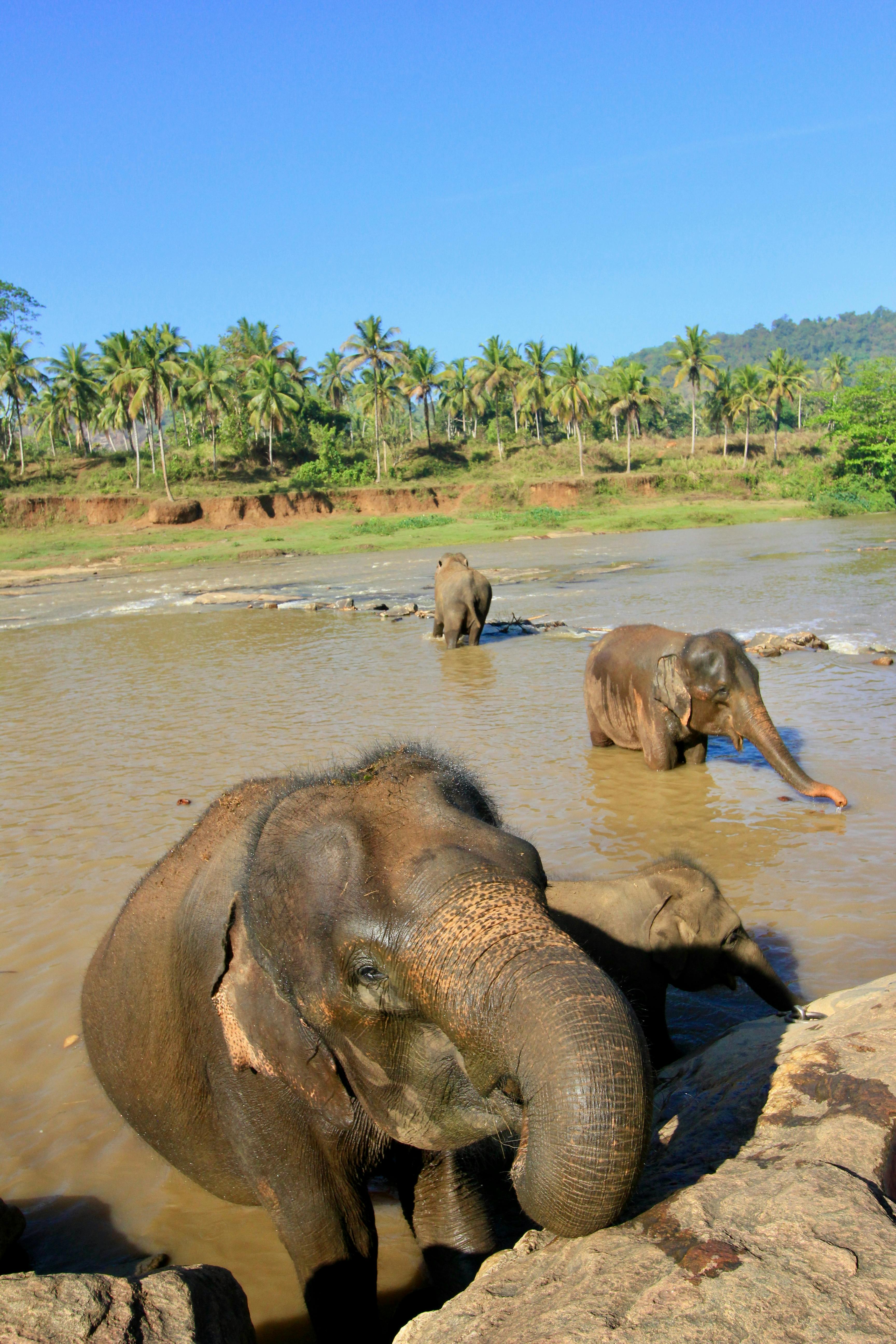 Pinnawala Elephant Orphanage